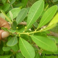 Erythroxylum monogynum Roxb.